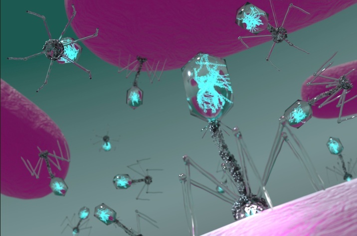 bacteripphage measurement methods