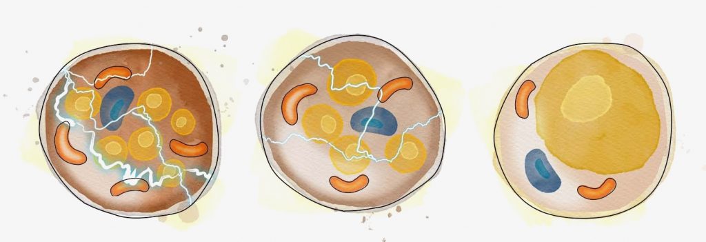 Fat cells illustration